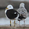 1cy fuscus in August, ringed in Finland. (81365 bytes)